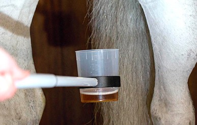 A veterinarian takes a urine sample during the demonstration of a doping test for horses in a stable in Riesenbeck, Germany, 09 January 2013. The German National Anti-Soping Agency (NADA) and the German Olympic Committee for Equestrian Sport (DOKR) demons